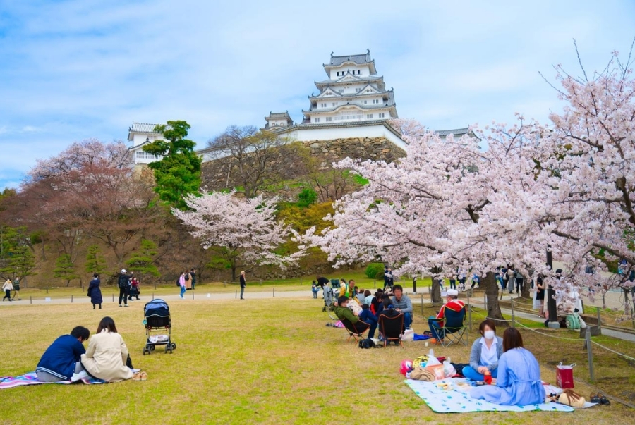 Một trong những địa điểm Hanami phổ biến tại Osaka