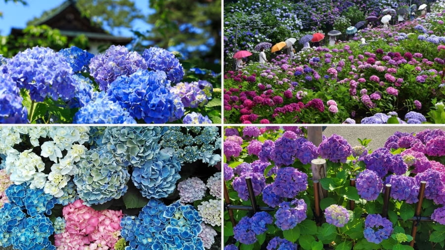 Lễ hội hoa cẩm tú cầu Bunkyo là điểm đến không thể bỏ qua cho chuyến du lịch Nhật Bản mùa hè đến