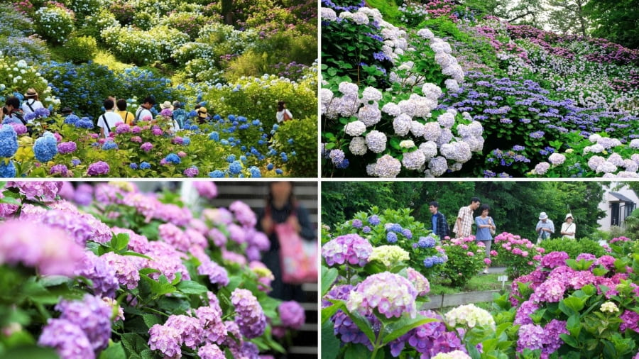 Lễ hội hoa cẩm tú cầu Odawara tại tỉnh Kanagawa mang đến một trải nghiệm ngắm hoa độc đáo mà bạn không nên bỏ lỡ