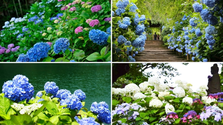 Đền Hasedera là một điểm đến tuyệt vời để chiêm ngưỡng vẻ đẹp lay động lòng người của mùa hoa cẩm tú cầu Nhật Bản