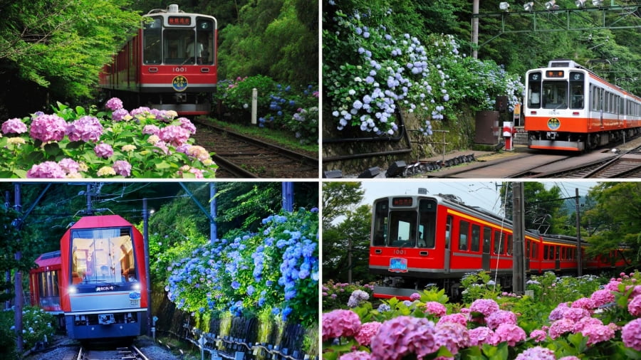 Hành trình ngắm hoa cẩm tú cầu trên tuyến đường sắt leo núi Hakone Tozan Railway là một trải nghiệm thú vị mà bạn không nên bỏ qua