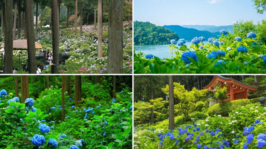 Mimurotoji sở hữu khu vườn rộng lớn với hơn 10.000 cây thuộc hàng chục giống cẩm tú cầu khác nhau, tạo nên một khung cảnh choáng ngợp và đầy màu sắc