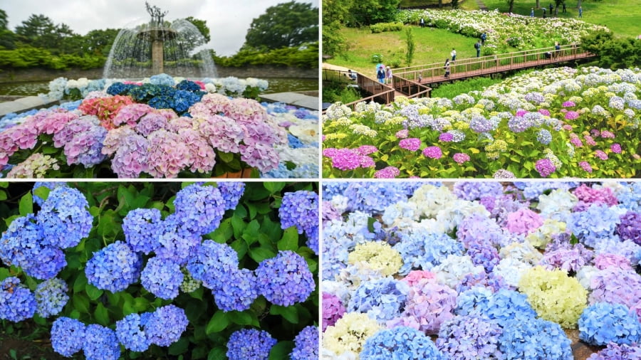 Công viên Showa Kinen tại Tokyo là một trong những điểm đến hấp dẫn để thưởng thức vẻ đẹp của mùa hoa cẩm tú cầu Nhật Bản