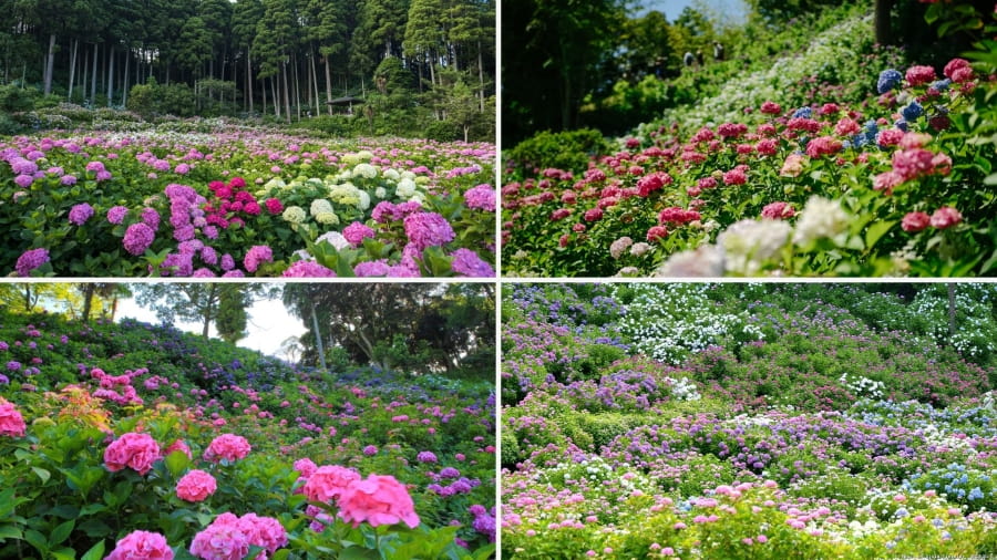 Hattori Farm Ajisai Yashiki - Một trang trại hoa cẩm tú cầu đầy thơ mộng như bước ra từ trong truyện cổ tích