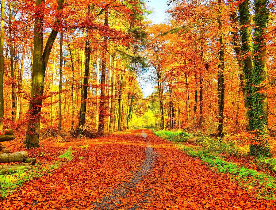 Rừng Đen là một trong những điểm đến nổi bật nhất khi nhắc đến mùa thu nước Đức