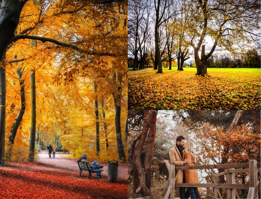 Vào mùa thu, lá cây trong công viên chuyển màu vàng rực rỡ, khiến ai cũng muốn ngắm nhìn