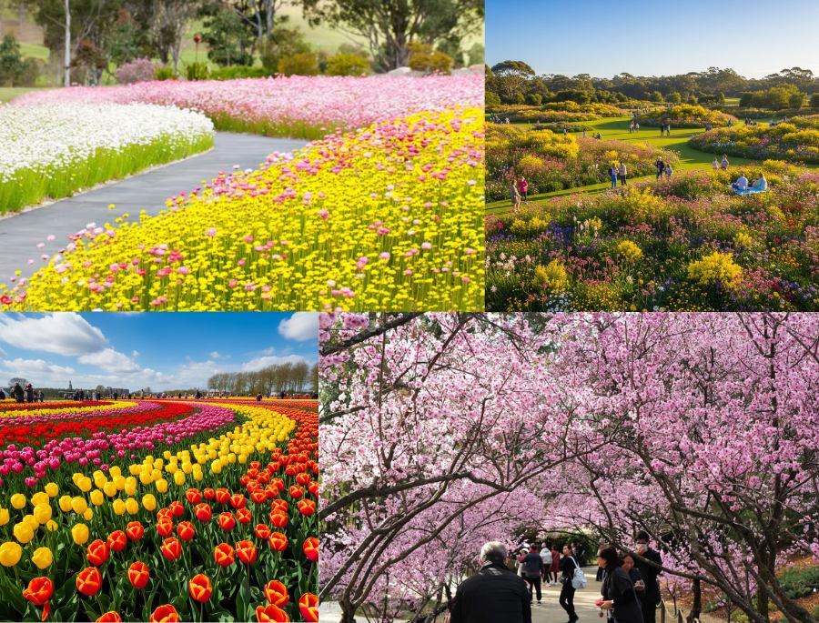 Mỗi độ mùa xuân về, nước Úc lại trở nên rực rỡ với hàng loạt các loài hoa đua nhau nở rộ