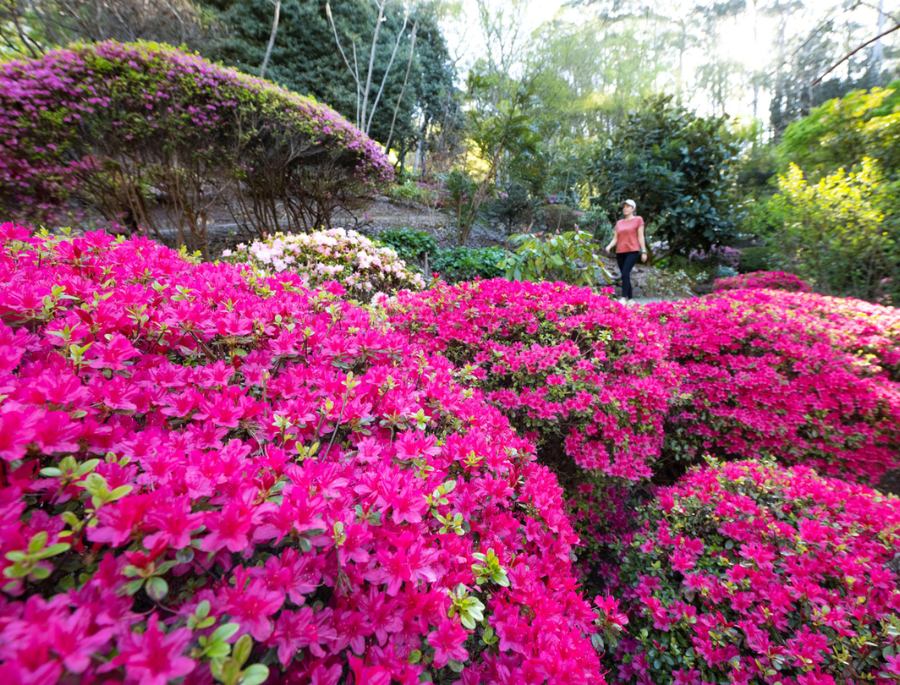 Mount Lofty Botanic Garden được thiết kế một cách tự nhiên, đem lại cảm giác thoải mái, dễ chịu cho khách tham quan