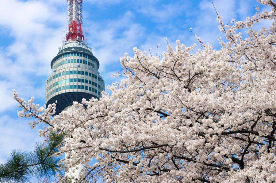 Không chỉ là một biểu tượng của thành phố, N Seoul còn mang đến nhiều trải nghiệm tuyệt vời cho du khách