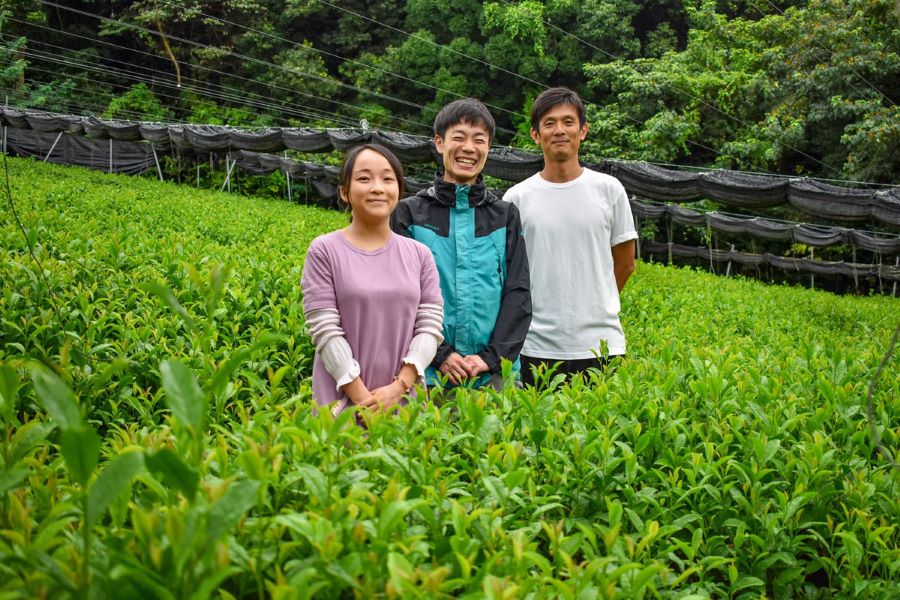 Matcha được canh tác theo phương pháp oishita để có hương vị đậm đà hơn và màu xanh đẹp mắt hơn 