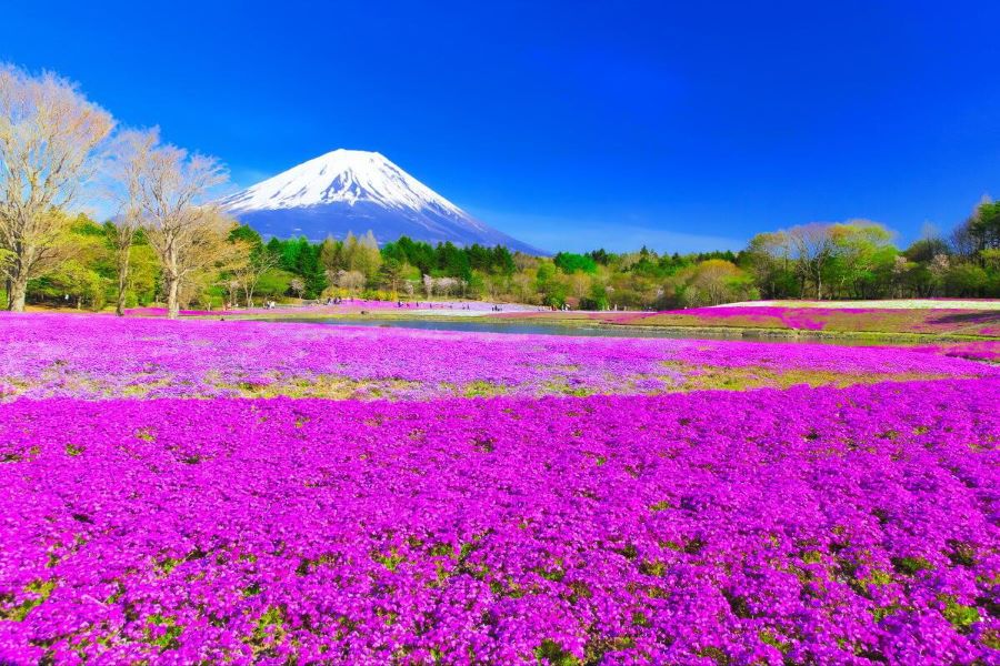 Thảm hoa Chi Anh trải dài dưới chân núi Phú Sỹ