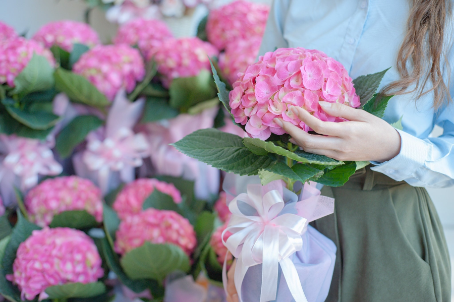 Những bông hoa Cẩm Tú Cầu với sự đa dạng về màu sắc