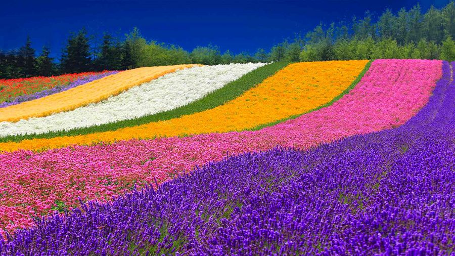 Những thảm hoa trải dài với nhiều sắc màu khác nhau