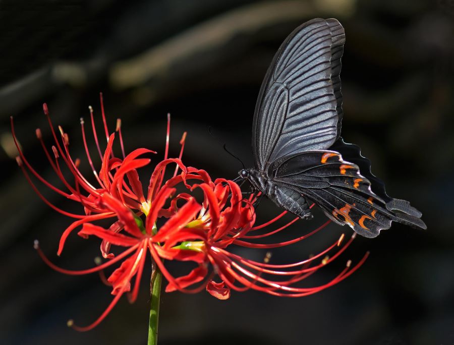 Bông hoa bỉ ngạn cũng gắn liền với câu chuyện tình yêu buồn