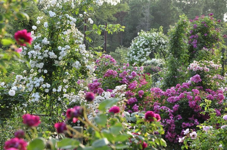 Các khu vườn tập trung hàng trăm giống hoa hồng khác nhau