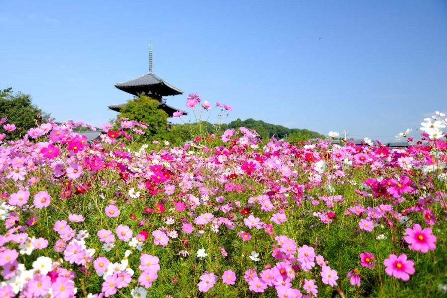 Hoa cánh bướm biểu tượng cho sự lãng mạn, nhẹ nhàng và sâu sắc