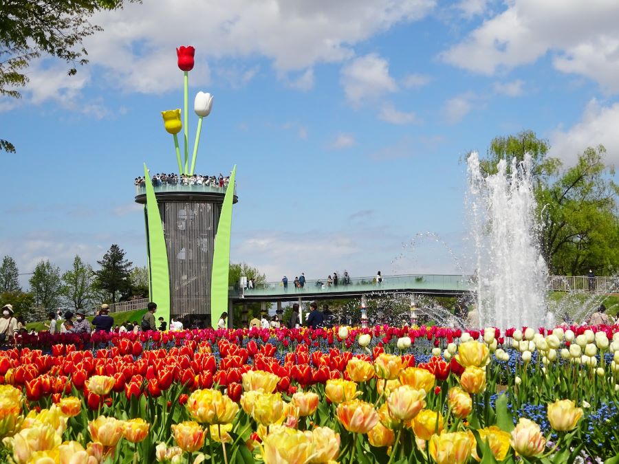 Có đông đảo du khách tới tham dự lễ hội hoa Tulip “Tonami Tulip Fair”