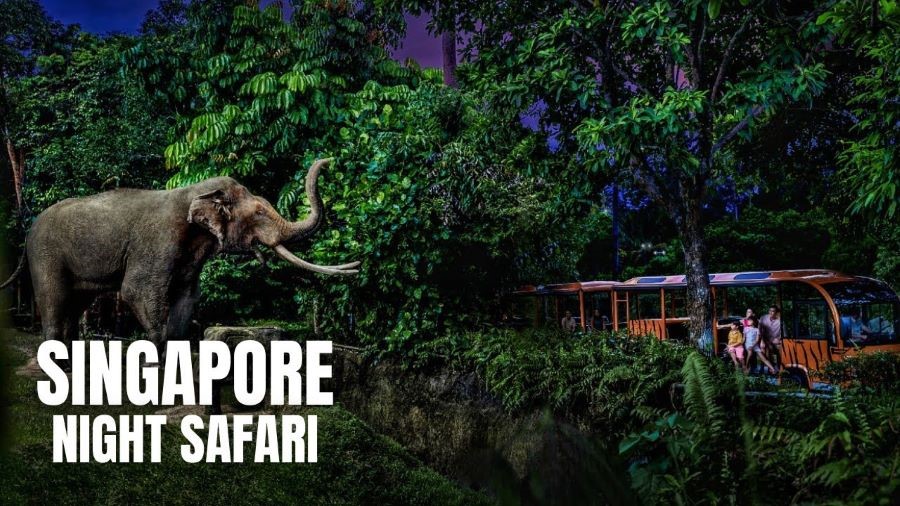 Night Safari với diện tích 40 ha hiện đang là nơi sinh sống của hơn 1000 loài động vật khác nhau.
