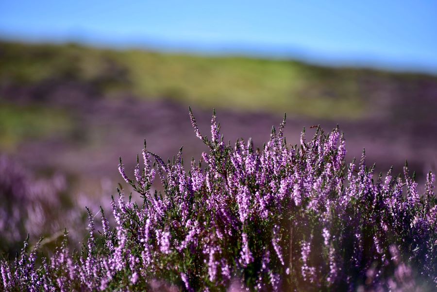 Mùa thu Hà Lan được nhuộm tím bằng hoa thạch nam