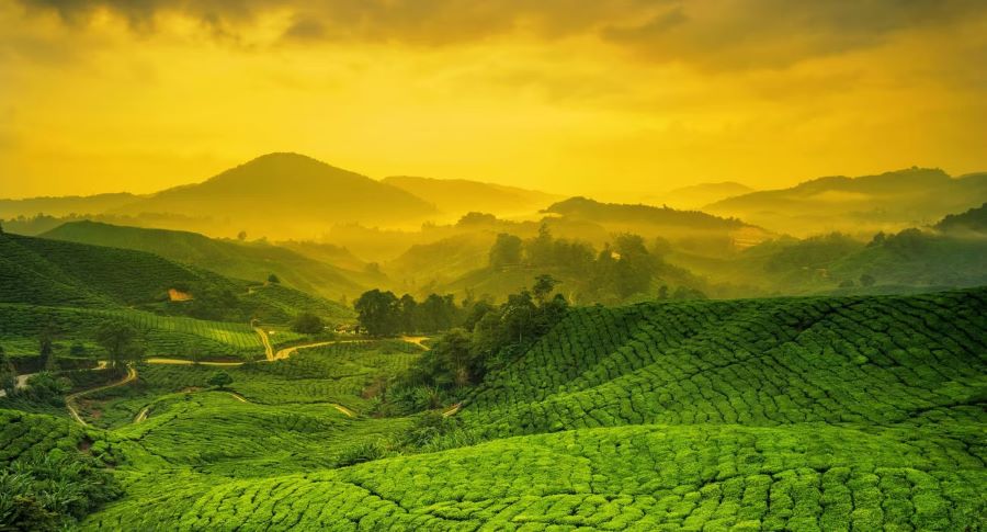 Cameron Highlands tựa như một viên ngọc ẩn mình giữa những đồi núi hùng vĩ, níu chân du khách bởi vẻ đẹp thiên nhiên hoang sơ và nền văn hóa độc đáo
