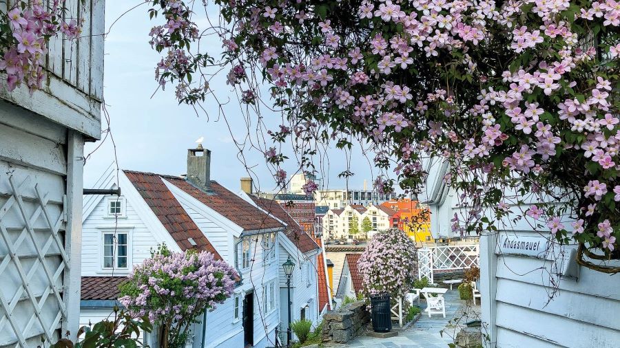 Stavanger vào xuân thật dễ chịu với cây cối nở hoa và những ngôi nhà xinh đẹp