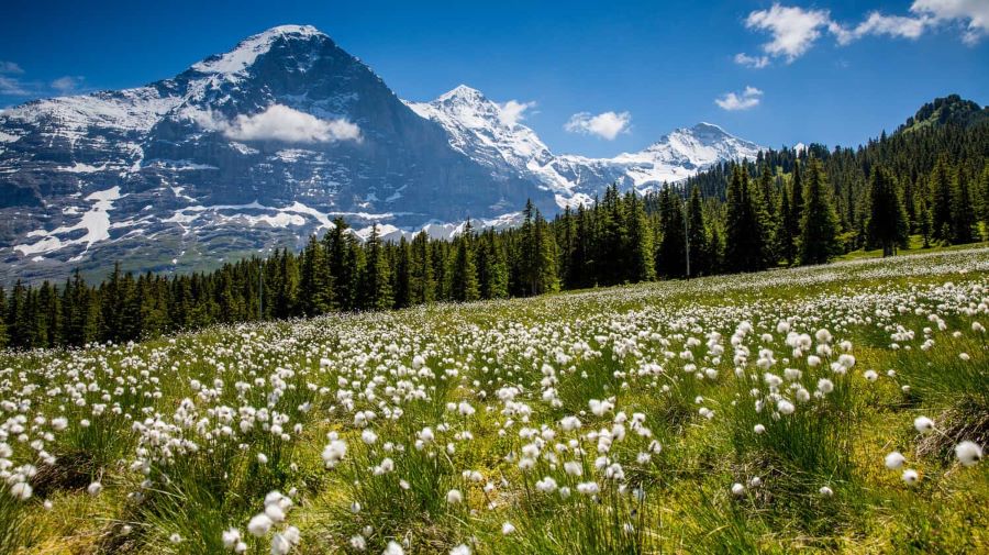 Làng Grindelwald là một ngôi làng nhỏ yên bình nằm ẩn mình bên thềm của đỉnh Jungfrau