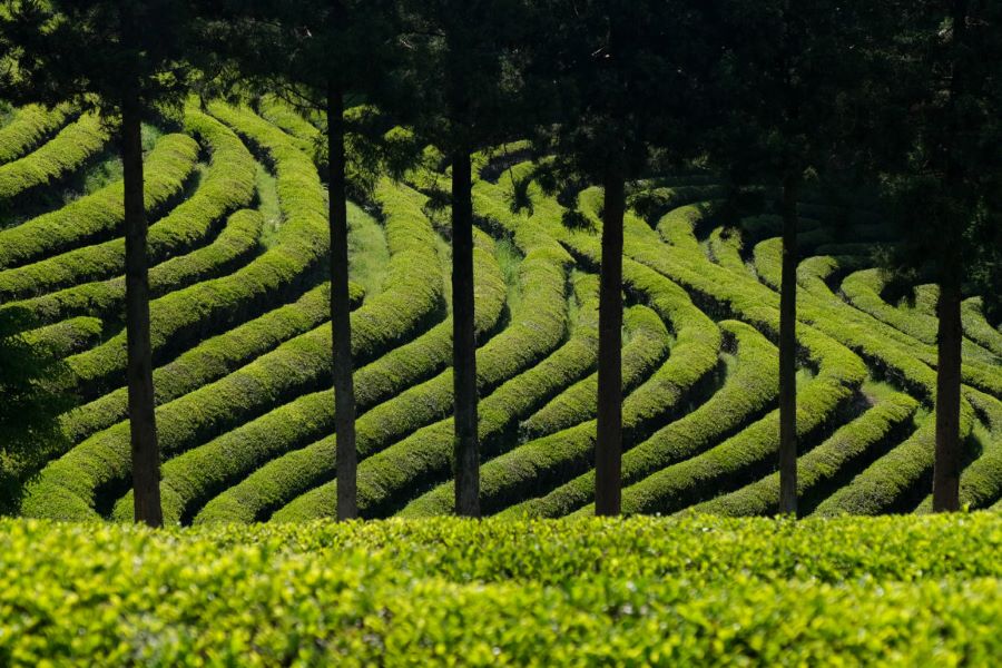Những cánh đồng trà xanh mướt, mát mắt khiến nhiều du khách nhớ mãi không quên