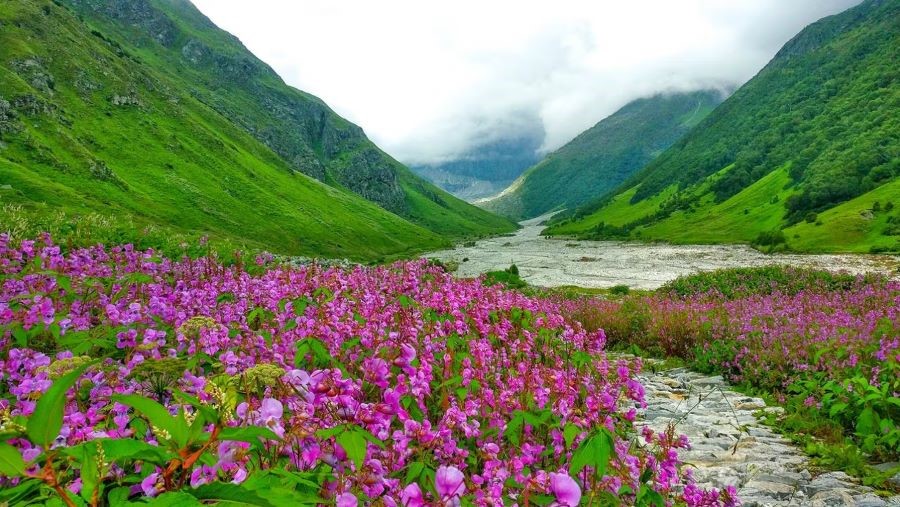Thung lũng hoa Uttarakhand được điểm xuyến bởi sắc màu rực rỡ của vô số các loài hoa