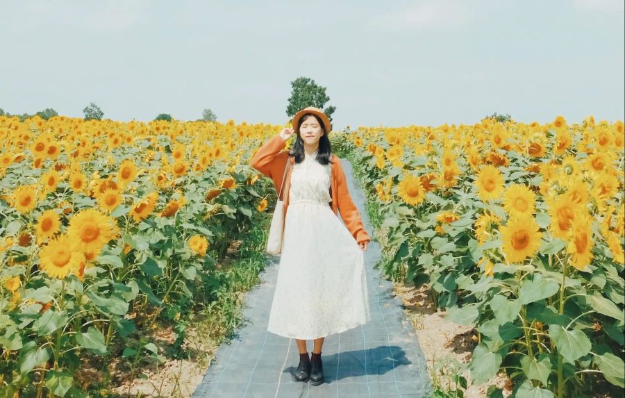 Cánh đồng hoa hướng dương Hokuryu nằm ở Tây Nam là một trong những tọa độ check-in hót-hòn-họt nhất tại Hokkaido 