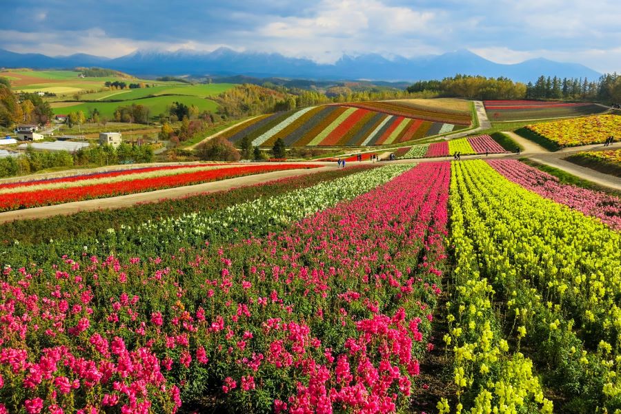 Thị trấn Higashikawa - điểm đến lý tưởng dành cho những tâm hồn ưa mộng mơ với những cánh đồng hoa khổng lồ rực rỡ sắc màu 