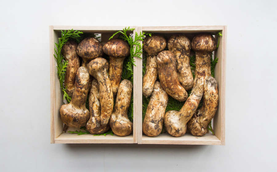 Nấm Matsutake là một trong những loại nấm nổi tiếng nhất Nhật Bản và chỉ xuất hiện vào mùa thu
