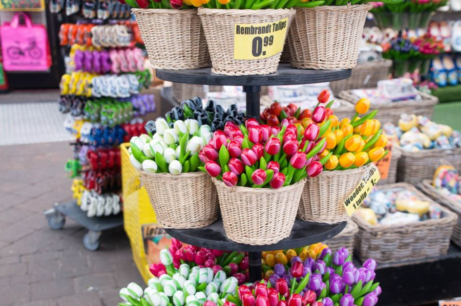 Đất nước Hà Lan gắn với hình ảnh những cánh đồng tulip rực rỡ sắc màu