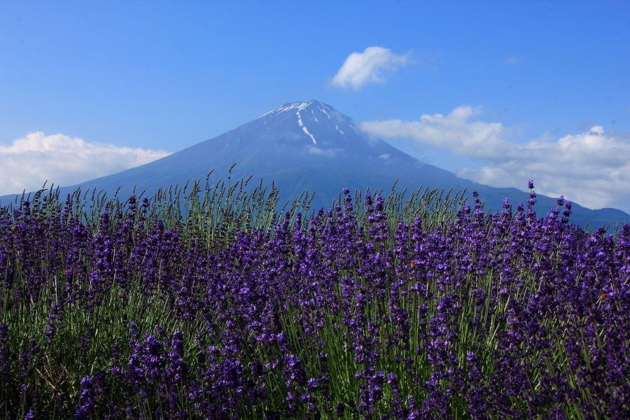 Hoa oải hương: Mang hương thơm thanh tao và quyến rũ, cánh đồng hoa oải hương nở rộ tạo nên một bức tranh lãng mạn và thơ mộng
