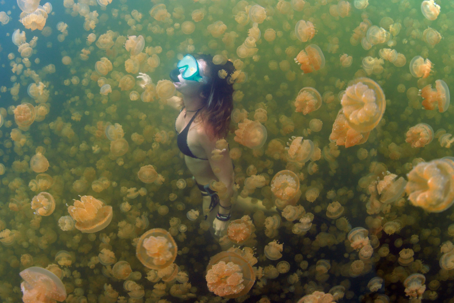 Hồ Sứa Jellyfish Lake là điểm đến độc đáo thu hút du khách ưa mạo hiểm