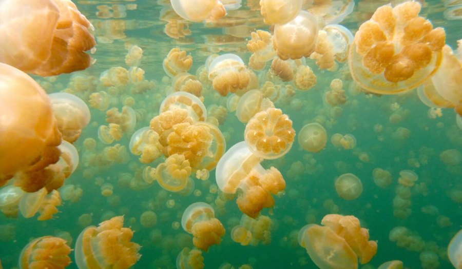 Hồ Sứa Jellyfish Lake là điểm đến độc đáo thu hút du khách ưa mạo hiểm