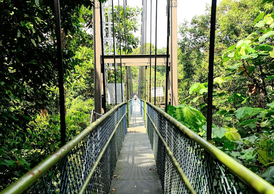 MacRitchie như một ốc đảo xanh mát, mang đến cho du khách một không gian thư giãn tuyệt vời