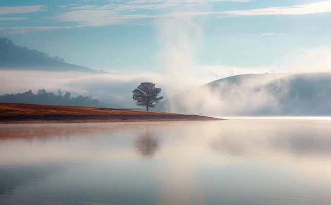 cay-thong-co-don-o-suoi-vang-min