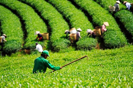 Những đồi chè xanh mát luôn là địa điểm lý tưởng để cho du khách tham quan và chụp hình.