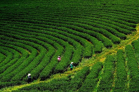 Những đồi chè Bảo Lộc xanh bạt ngàn.