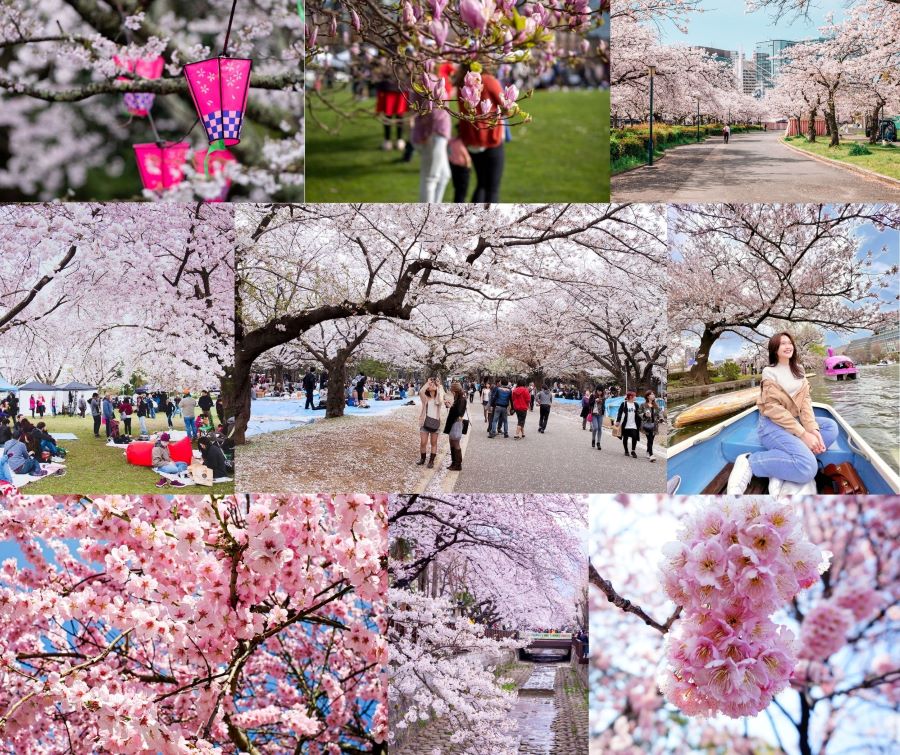 Sắc hoa anh đào ngập tràn khắp mọi nẻo đường