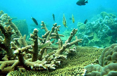 Những rạng san hô khổng lồ dưới đáy