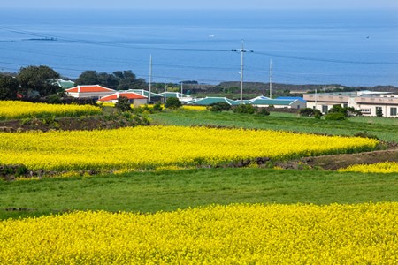 Le hoi hoa cai Han Quoc