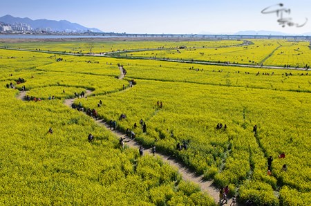 Le hoi hoa cai Han Quoc