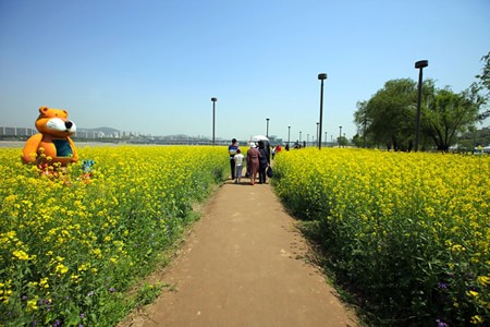 Le hoi hoa cai Han Quoc