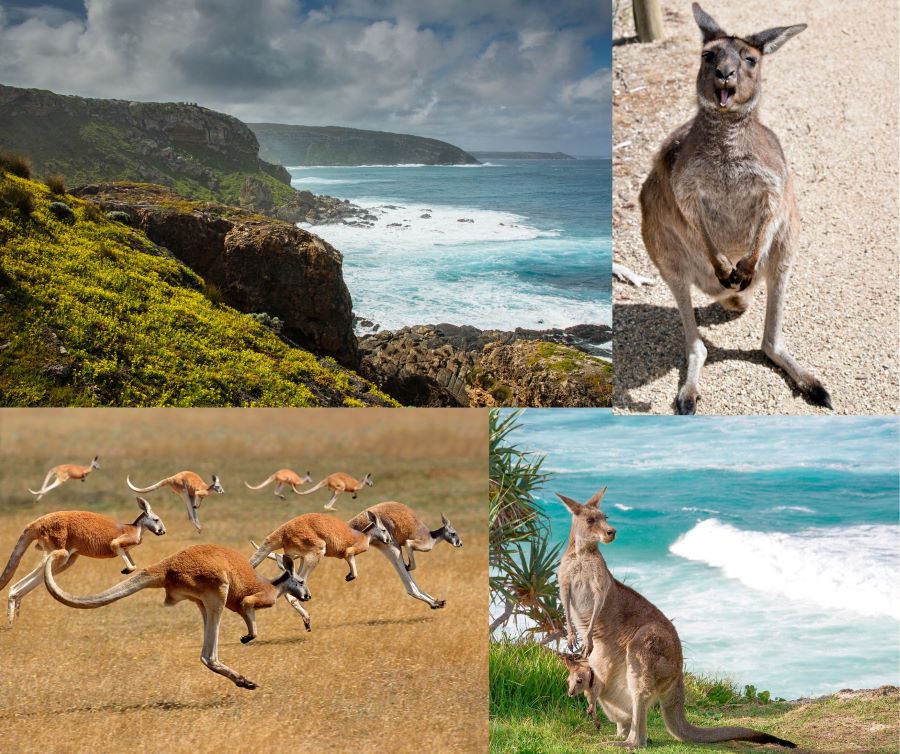 Những chú Kangaroo được nuôi dưỡng hoàn toàn ngoài tự nhiên