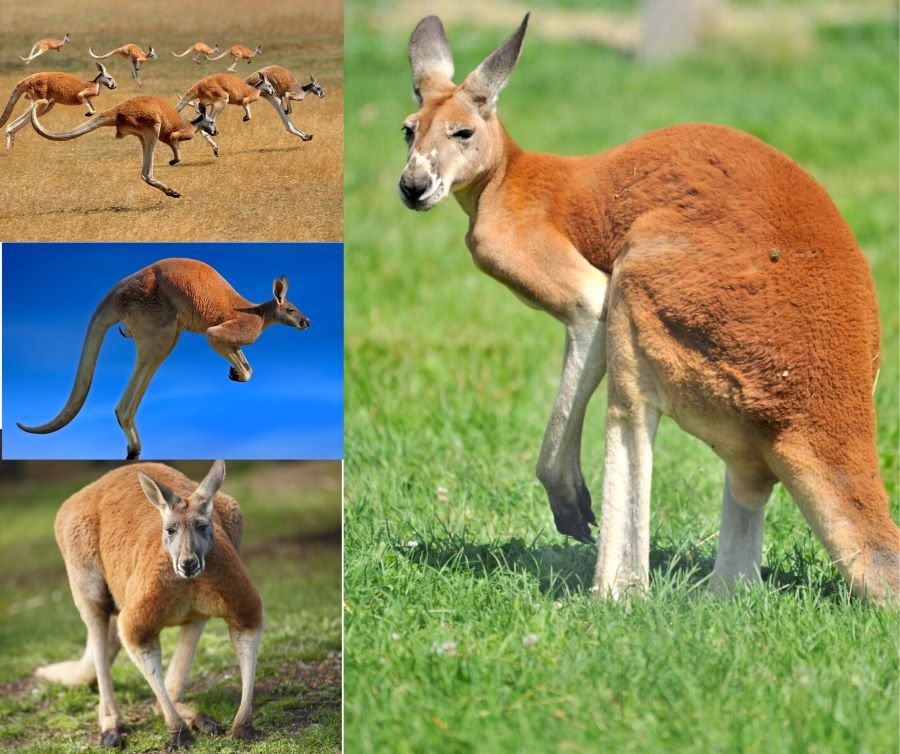 Kangaroo đỏ nổi bật với màu lông đặc trưng