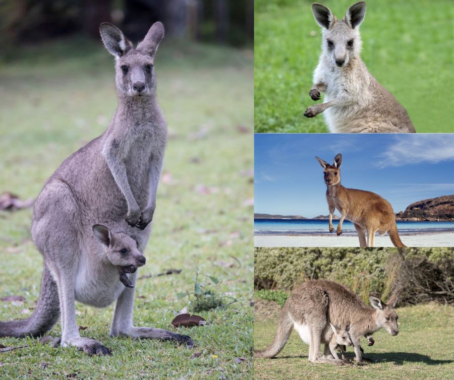 Kangaroo xám là loài Kangaroo có số lượng nhiều nhất tại khu vực đảo