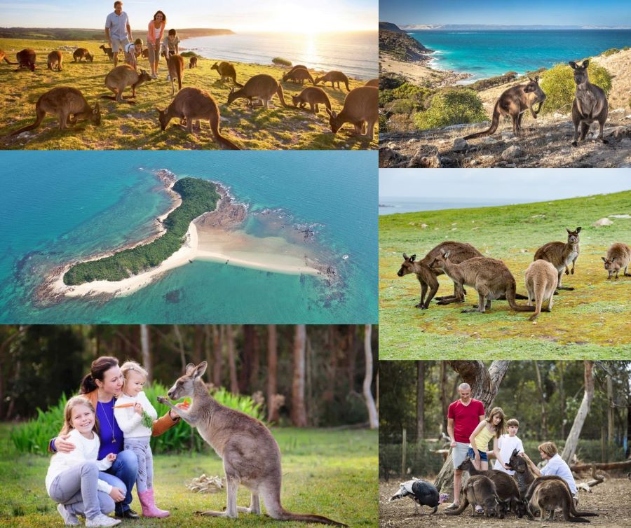 Đảo Kangaroo là nơi sinh sống của hơn 60.000 cá thể chuột túi với nhiều chủng loại khác nhau