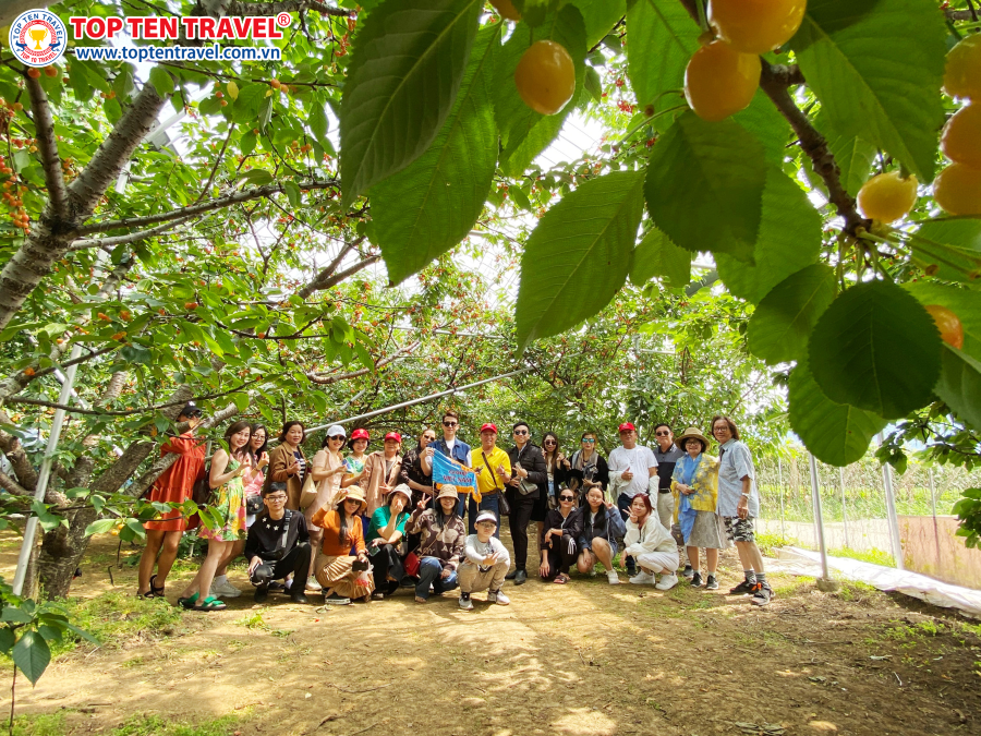 Đoàn khách tham gia tour du lịch Nhật Bản hái trái cây tại Top Ten Travel