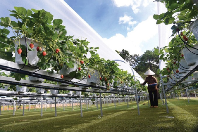 Vườn dâu Biofresh-min